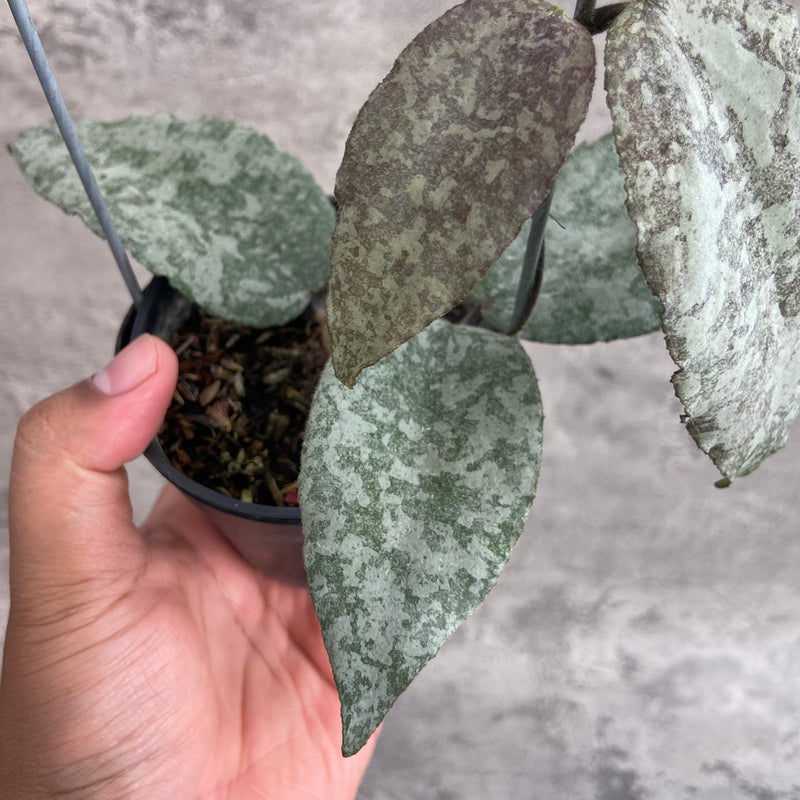 FS7-10 Hoya Caudata Leopard B