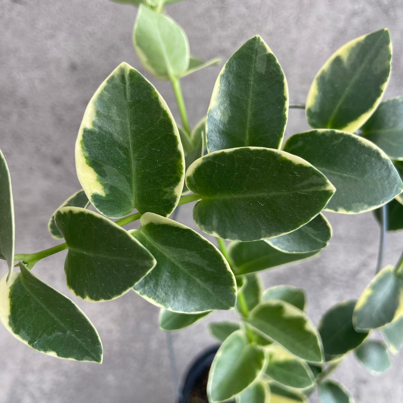 FS10-10 Hoya Cumingiana Albomarginata
