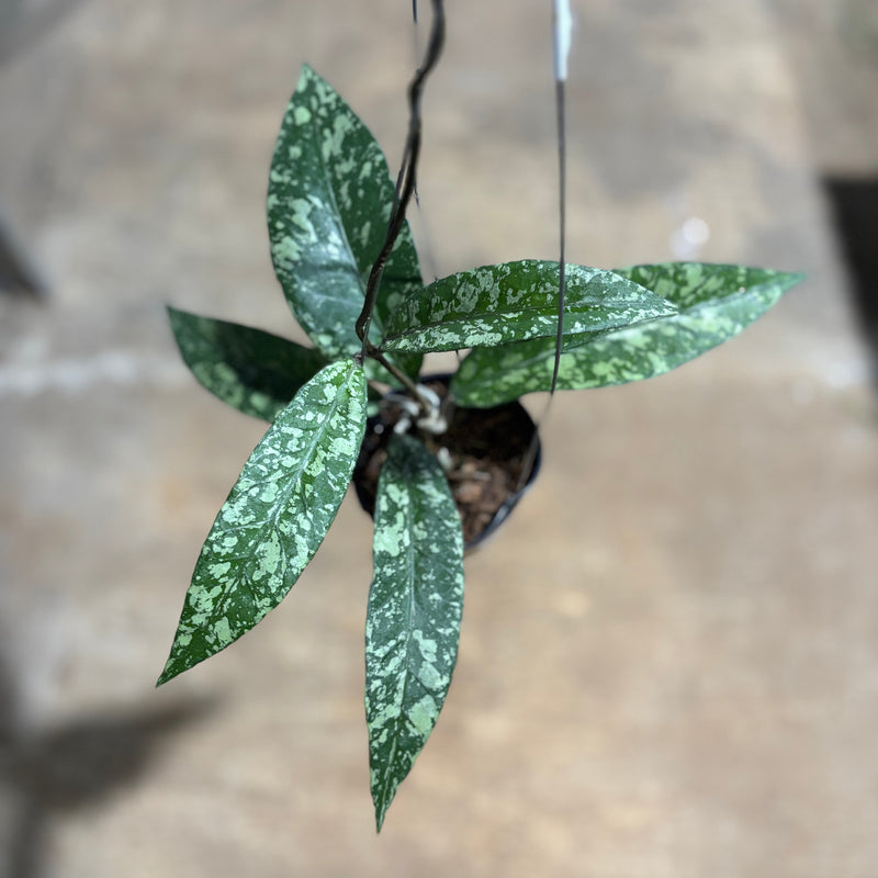 Hoya SP Aceh Lover Tears