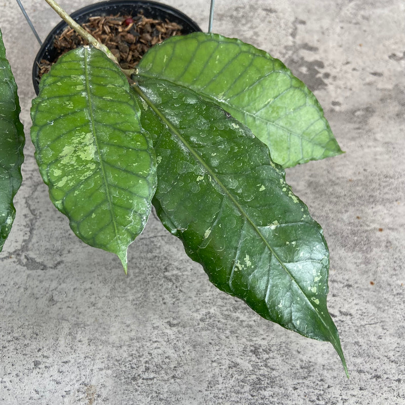 FS18-10 Hoya SP Aceh Mystic Core