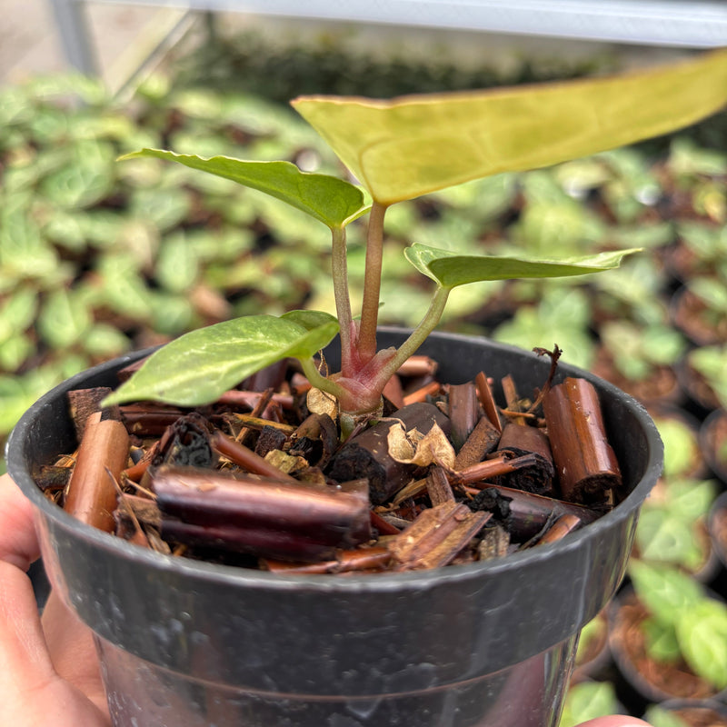Anthurium Magnificum Verde x Red Tiger