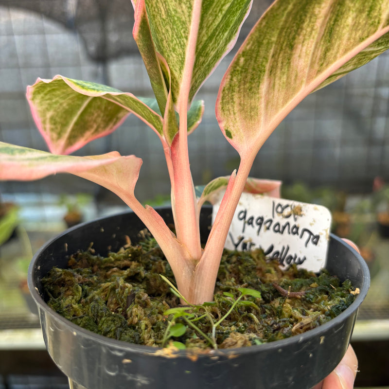 FS67-9 Aglaonema Dejavu