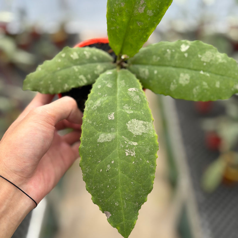 Hoya Undulata "Dikaya Priroda"