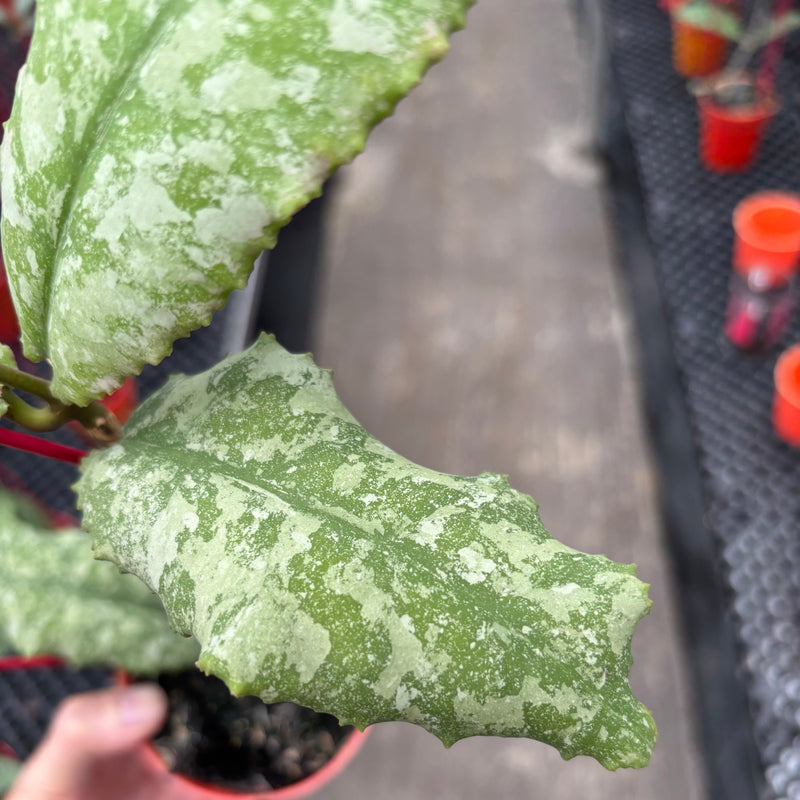 Hoya Undulata Purple Silver