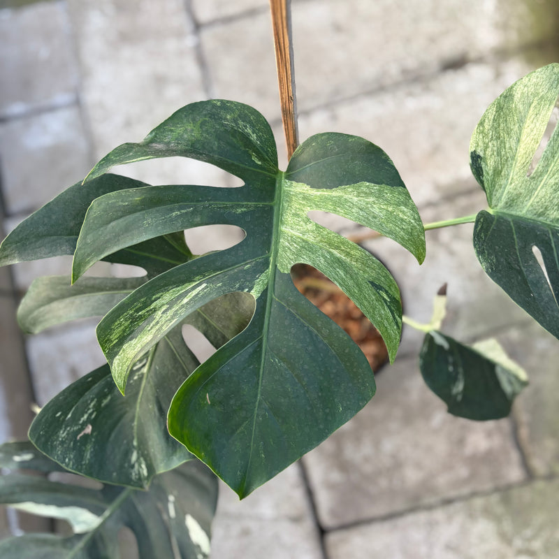 FS74-9 Monstera Jungle Mint