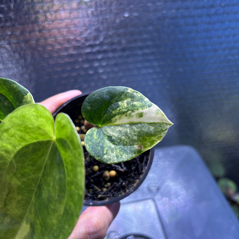 FS77-10 Anthurium KOS x AOS Variegated