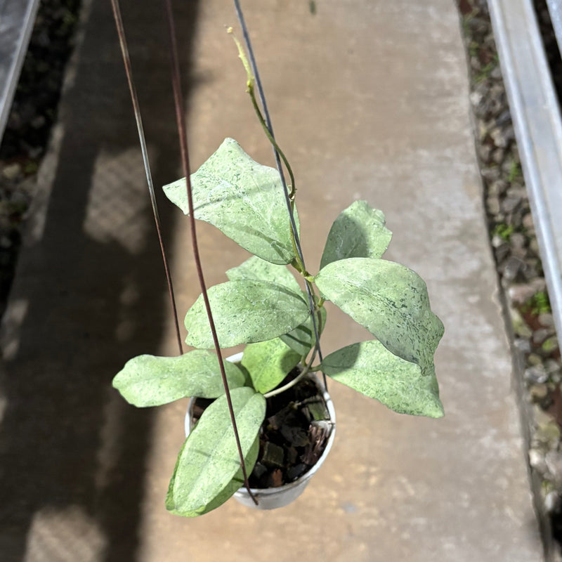 Hoya Ramona (AFF Vitellina x Callistophylla)