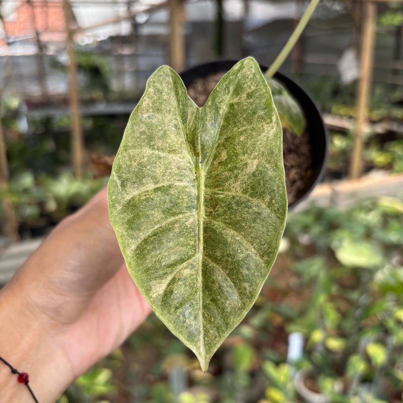 Alocasia Golden Bone Variegated