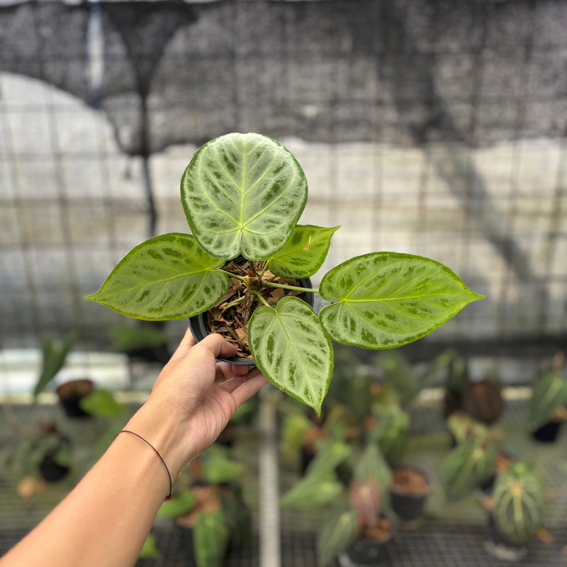 FS73-10 Anthurium Silver Chrome Full Silver