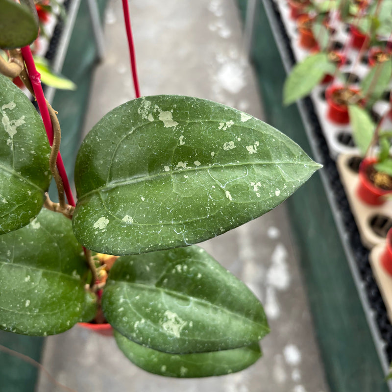 Hoya Bird of Paradise