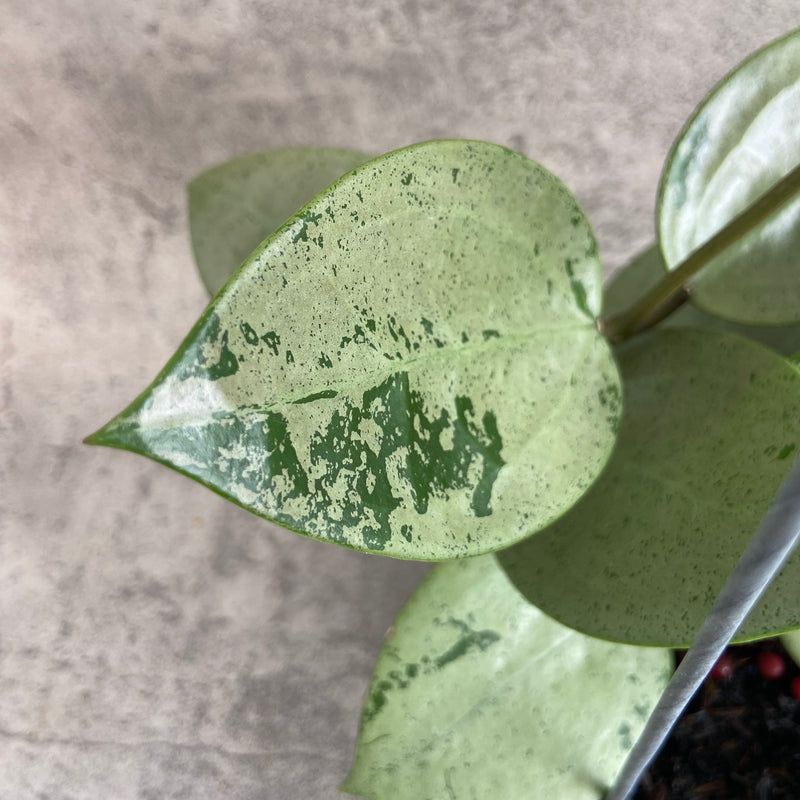 FS13-10 Hoya Parasitica Silver Heart