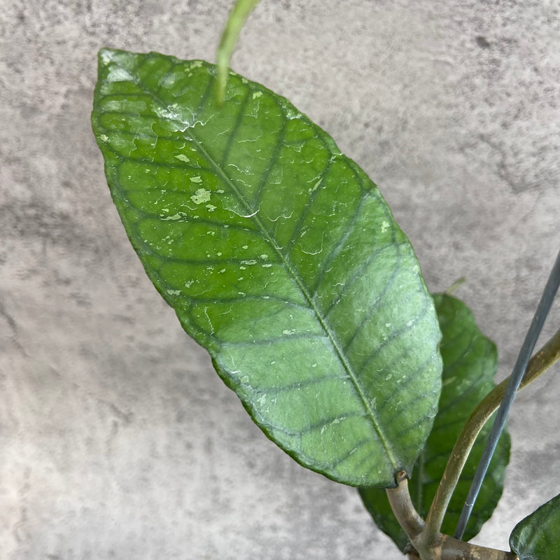FS18-10 Hoya SP Aceh Mystic Core