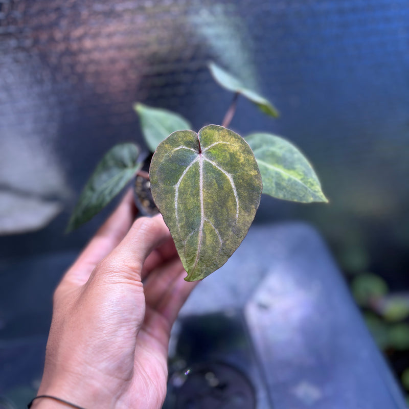 FS82-10 Anthurium Black Venom x Michelle Variegated
