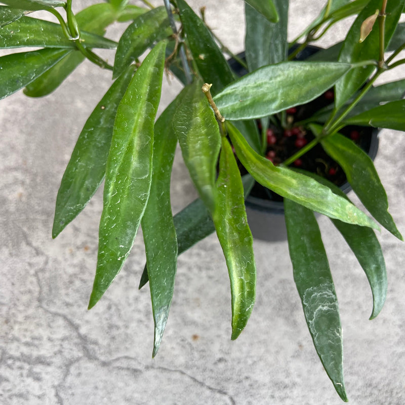 FS24-10 Hoya Tsangii Inner Variegated