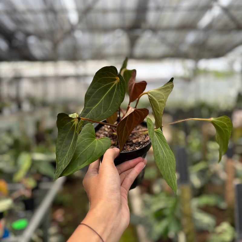 FS64-10	Anthurium Spider