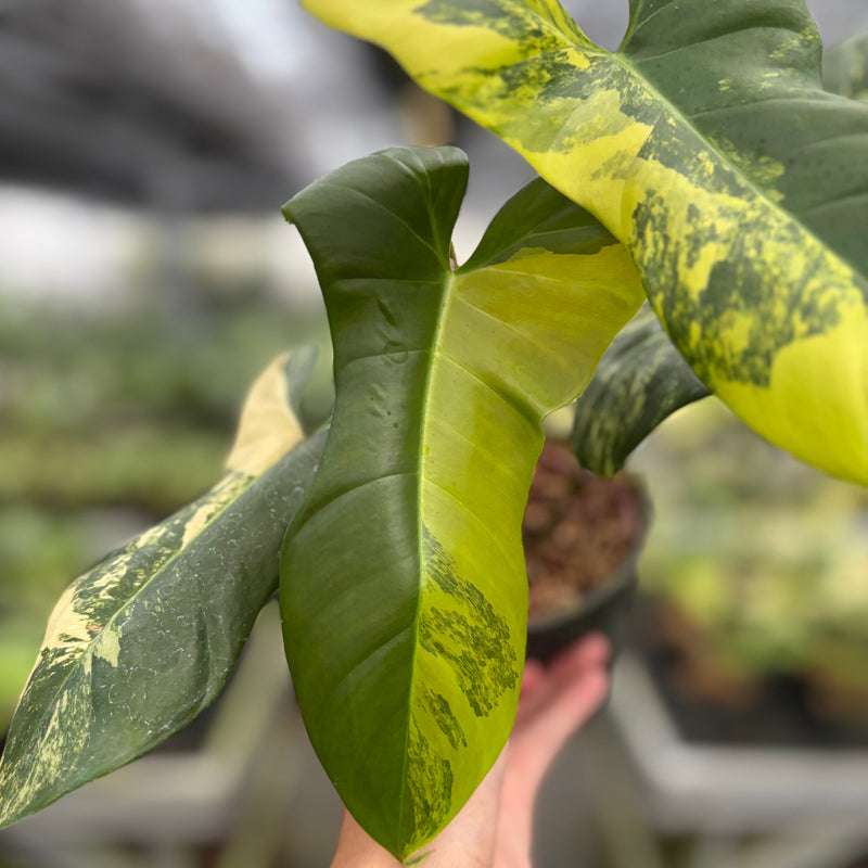 Philodendron Florida beauty x Lupinum