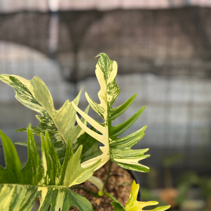 FS53-9 Philodendron Florida Beauty x Tortum Variegated