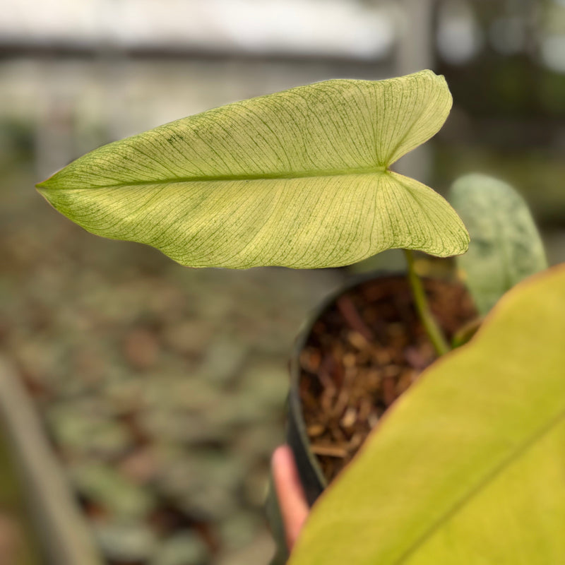 Philodendron Paraiso Verde Mint