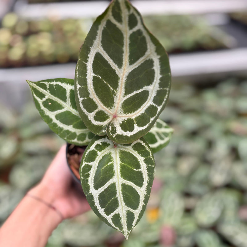 Anthurium Red Crystallinum (HU) 03 x Red Crystallinum (HU) 05