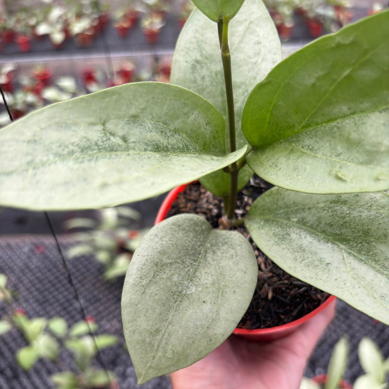 Hoya Elliptica x Glabra "ELLIRA"
