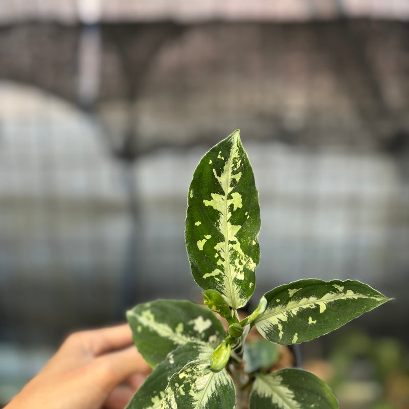 FS47-9 Aglaonema Pictum Beecolor Variegated