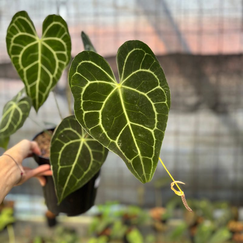 FS62-9 Anthurium Clarinervium Medium Size