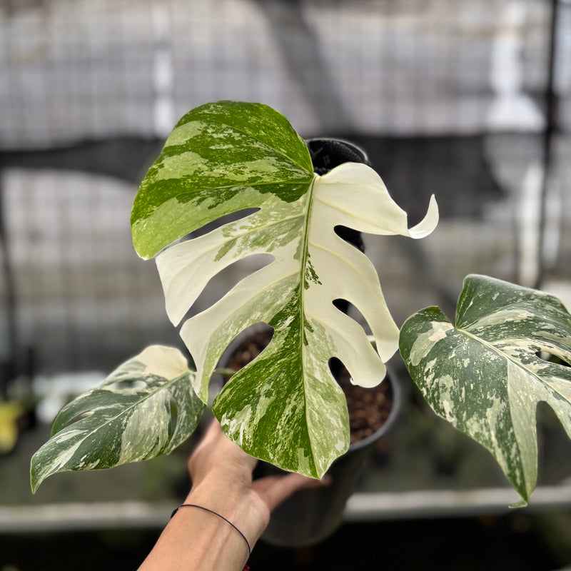 FS49-10	Monstera Albo White Tiger Variegated