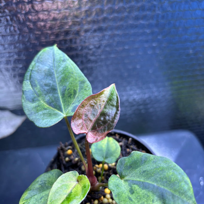 FS78-10 Anthurium FS x RVDP Variegated Mint