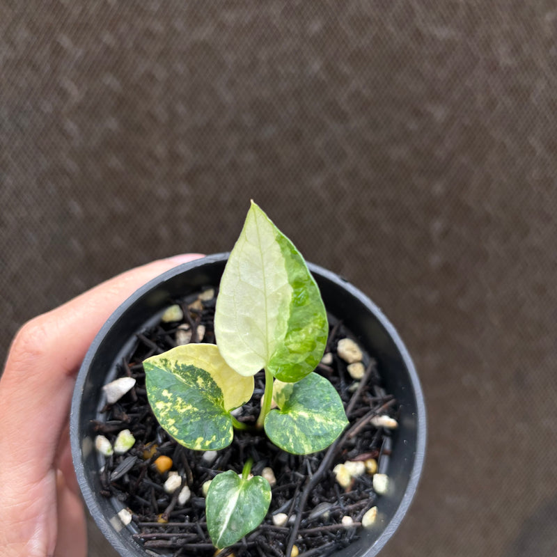 FS75-10 Anthurium AOS Tezula Variegated
