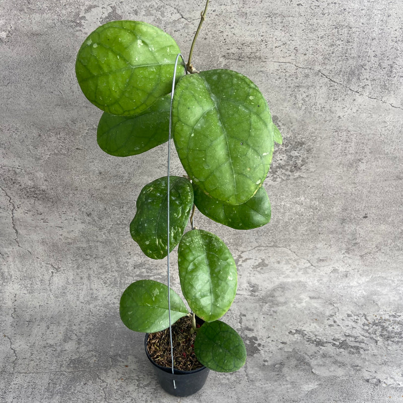 FS20-10 Hoya SP Bengkulu Roundleaf B