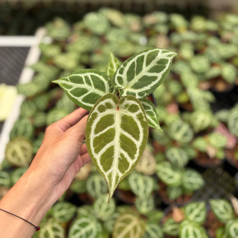 Anthurium Magnificum Silver x Red Crystallinum (HU)