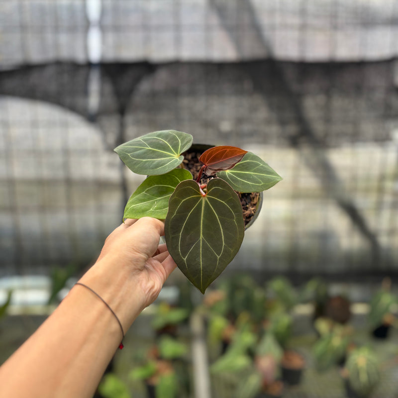FS72-10 Anthurium King Of Spades