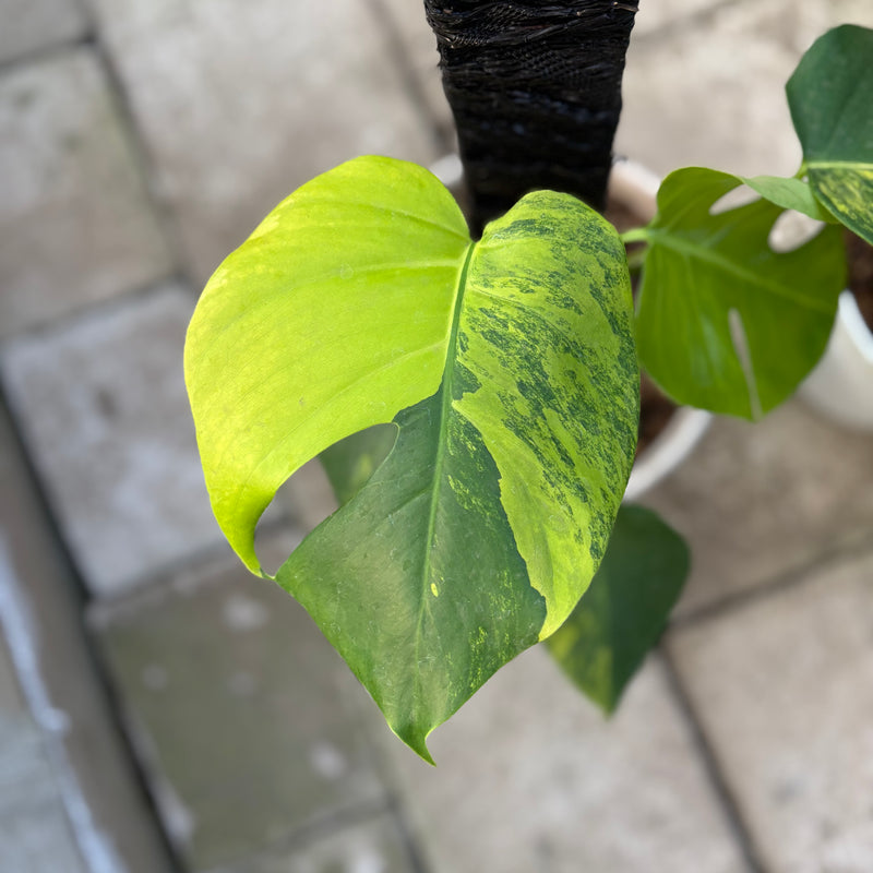 FS73-9 Monstera Yellow Variegated "Marmorata" (2 pcs)