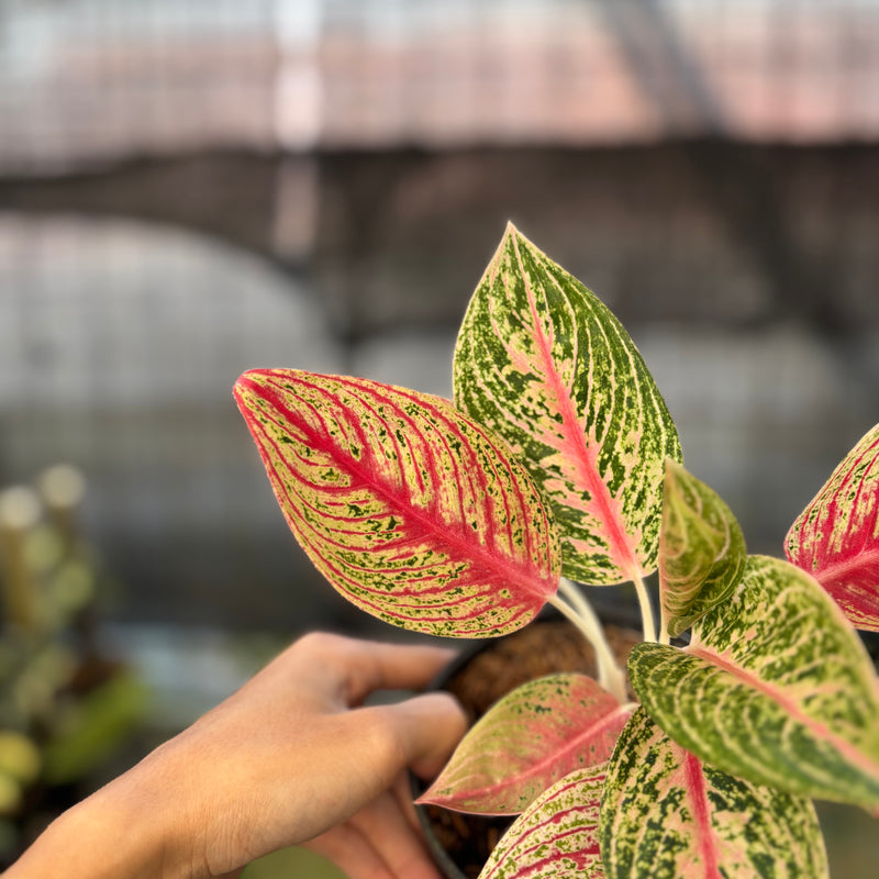 FS69-9 Aglaonema Red Legacy