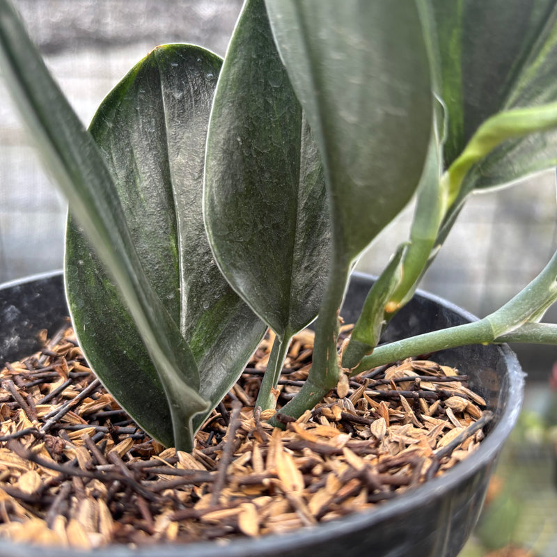 FS44-9 Scindapsus Treaubi Black Variegated