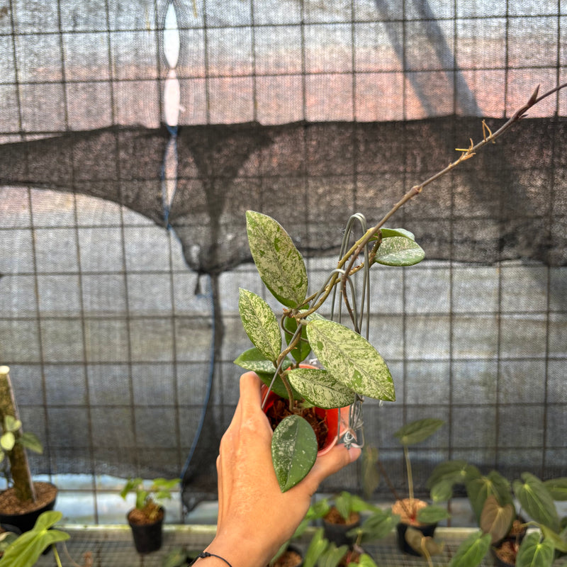 FS59-9 Hoya Carnosa Star Dust