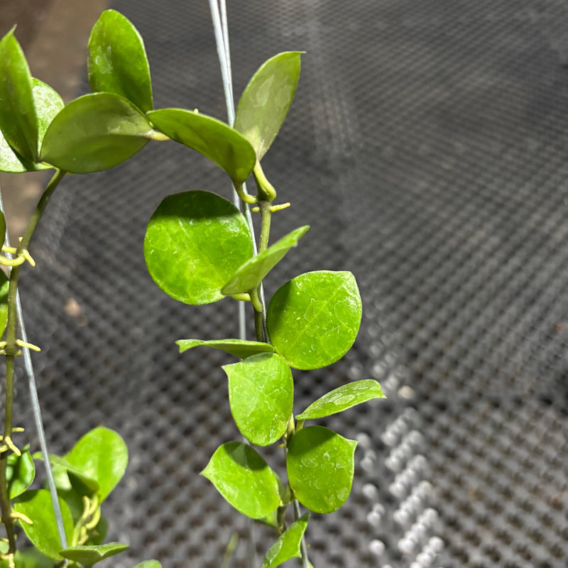 Hoya Lacunosa Aceh
