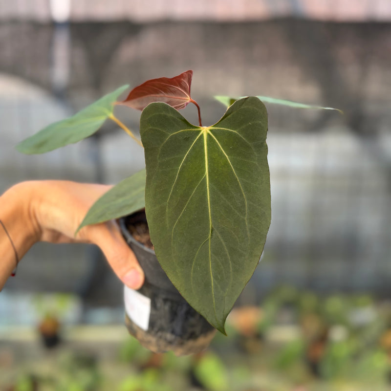 FS54-9 Anthurium Fortsherman x GOG