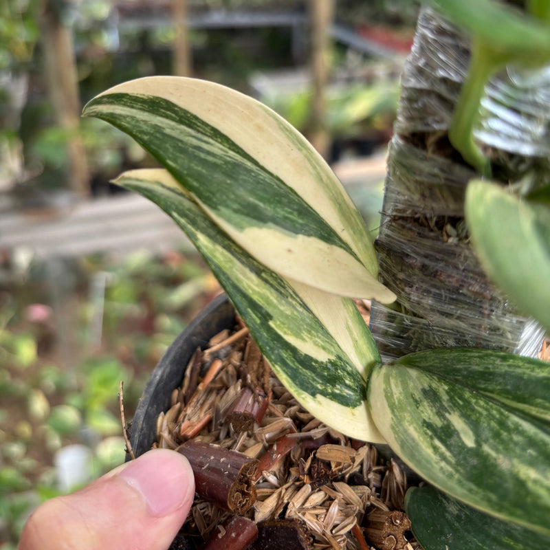 Scindapsus Moonlight Long