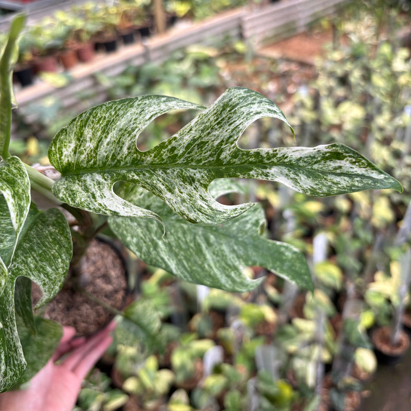 Epipremnum Pinnatum White Dagger