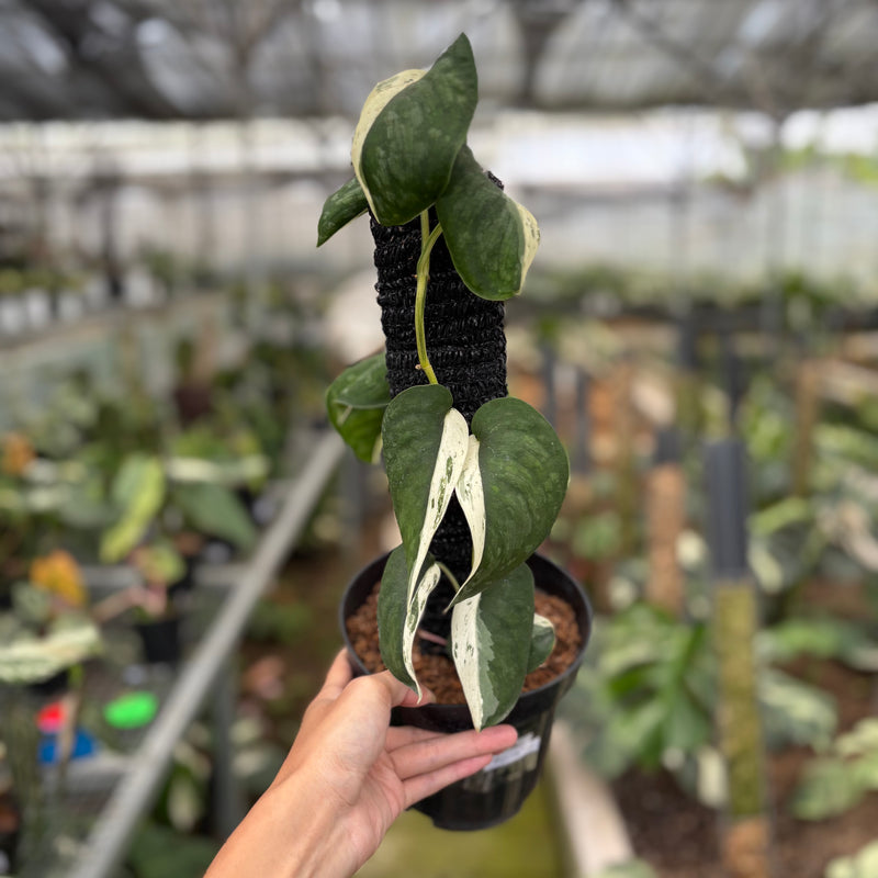 FS61-10	Scindapsus Silver Satin Halfmoon