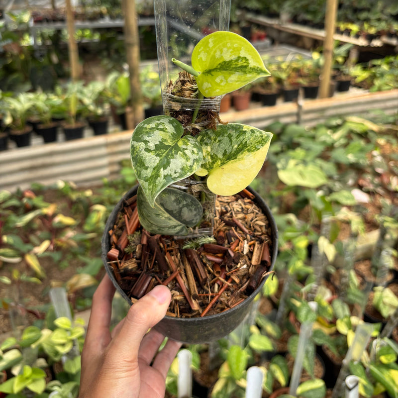 Scindapsus Bakudapati