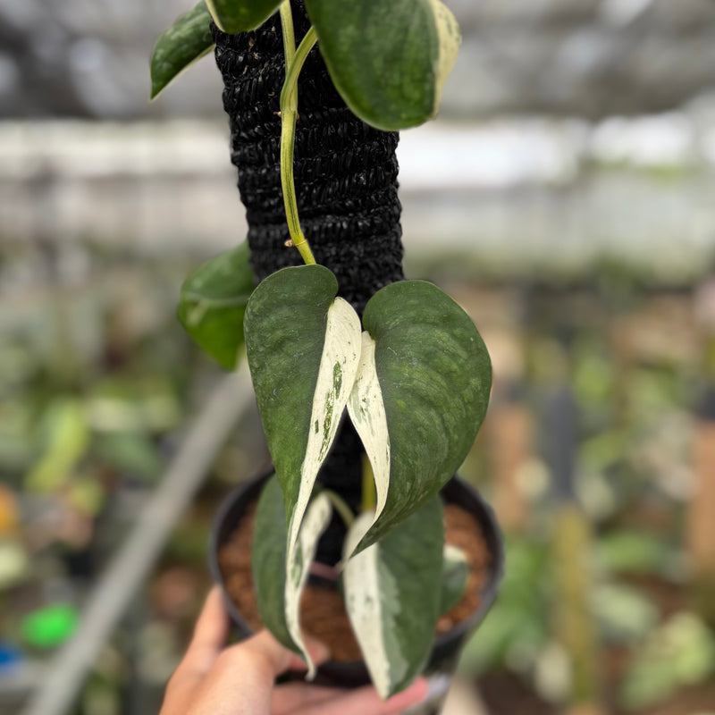 FS61-10	Scindapsus Silver Satin Halfmoon