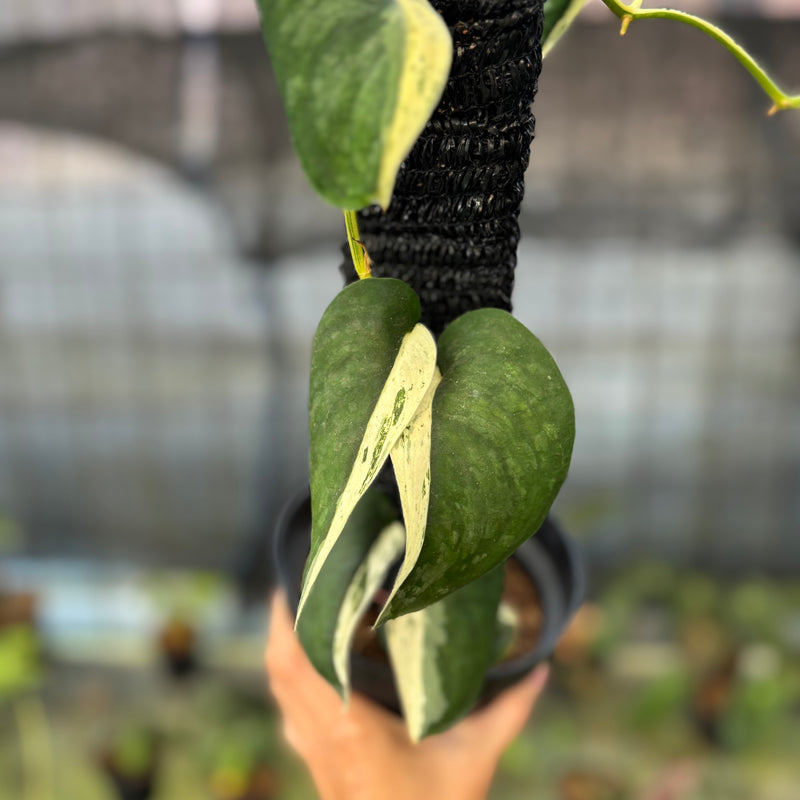 FS55-9 Scindapsus Silver Satin Halfmoon