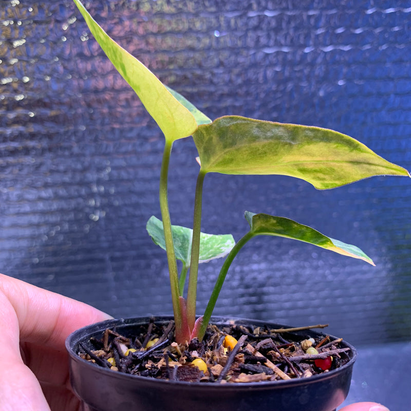 FS69-8 Anthurium Silver Butterfly x Michelle Variegated
