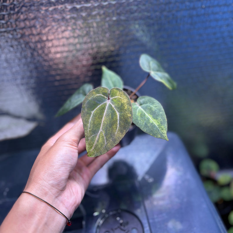 FS82-10 Anthurium Black Venom x Michelle Variegated
