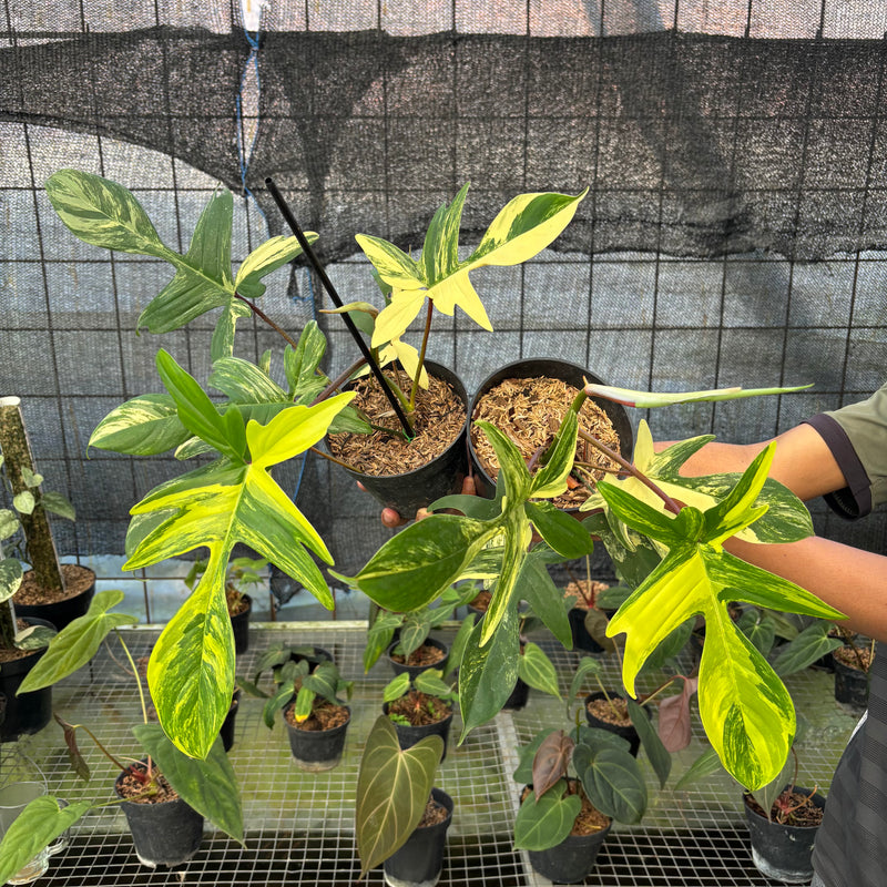 FS71-9 Philodendron Florida Beauty Mature Size (2 pcs)