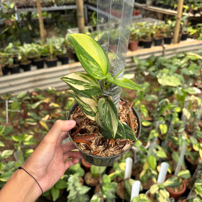 Scindapsus Moonlight Long