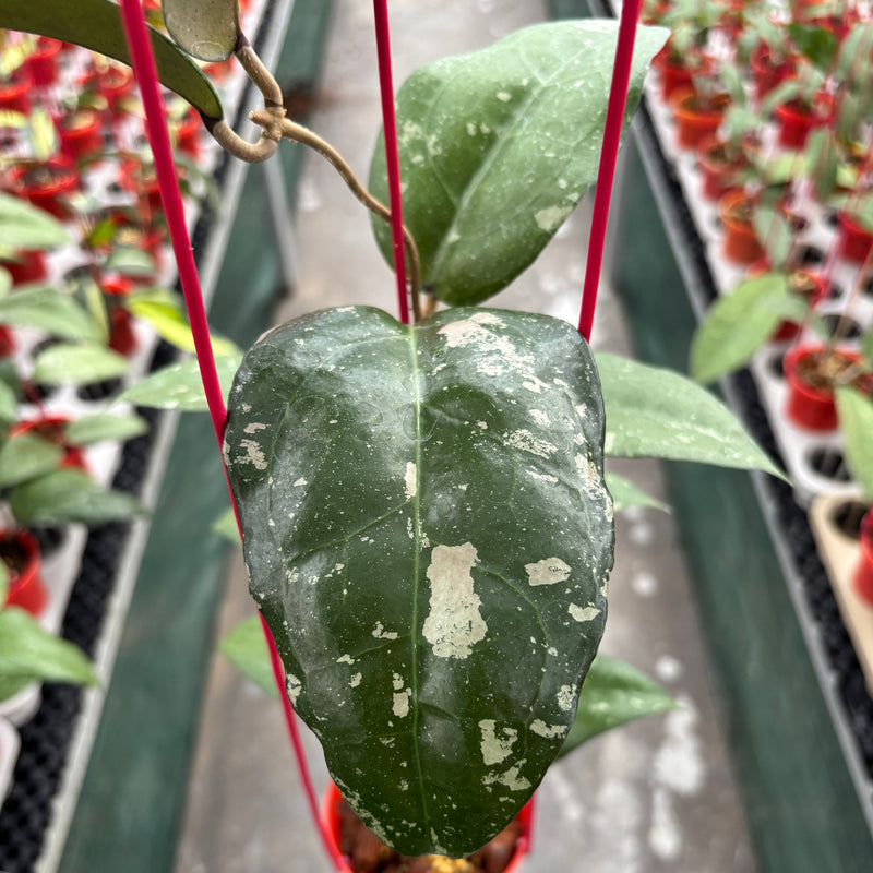 Hoya Bird of Paradise