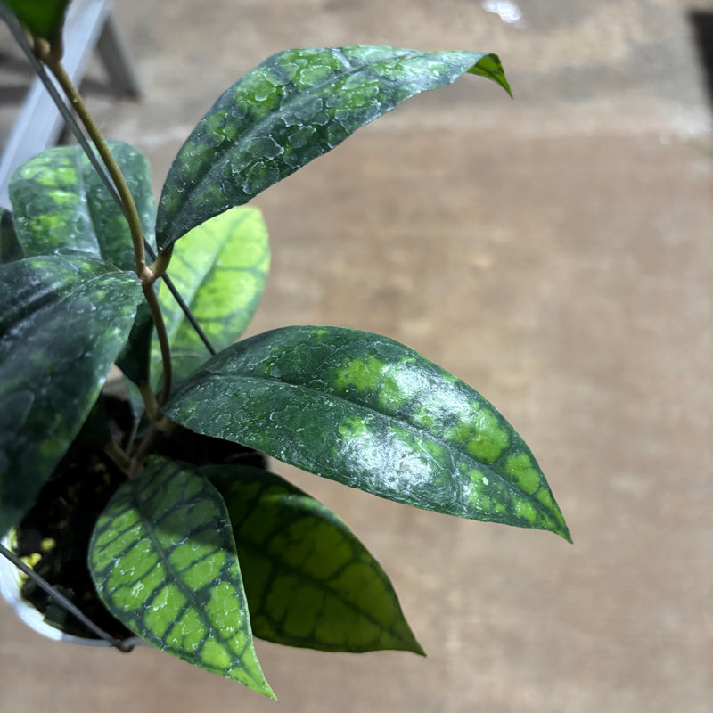 Hoya Callistophylla Black Cat